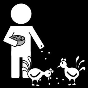 nourrir les poules